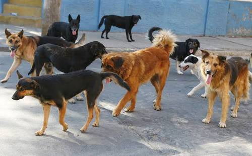 Jauría de perros ataca hasta la muerte a hombre en Teotihuacan